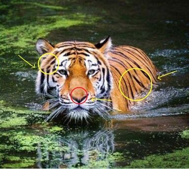 3 differences in this Tiger image