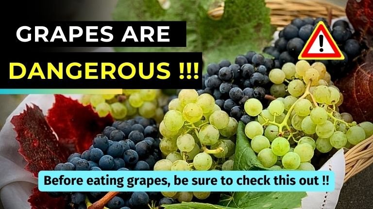 Grapes are Dangerous and could Take your Life