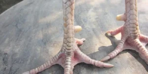 Scales and Handles - Experience in Recognizing the Characteristics of Noble Fighting Cocks