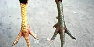 Scales and Handles - Experience in Recognizing the Characteristics of Noble Fighting Cocks