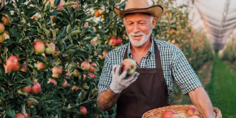 If you dream about picking fruit, what number should you bet on Meaning and lucky numbers