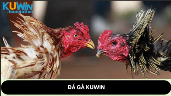 Kuwin Cockfighting Providing eye-catching and exciting matches